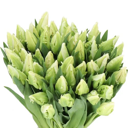 Smith & Munson 'Agrass' white parrot tulips - available from Friday 14th March