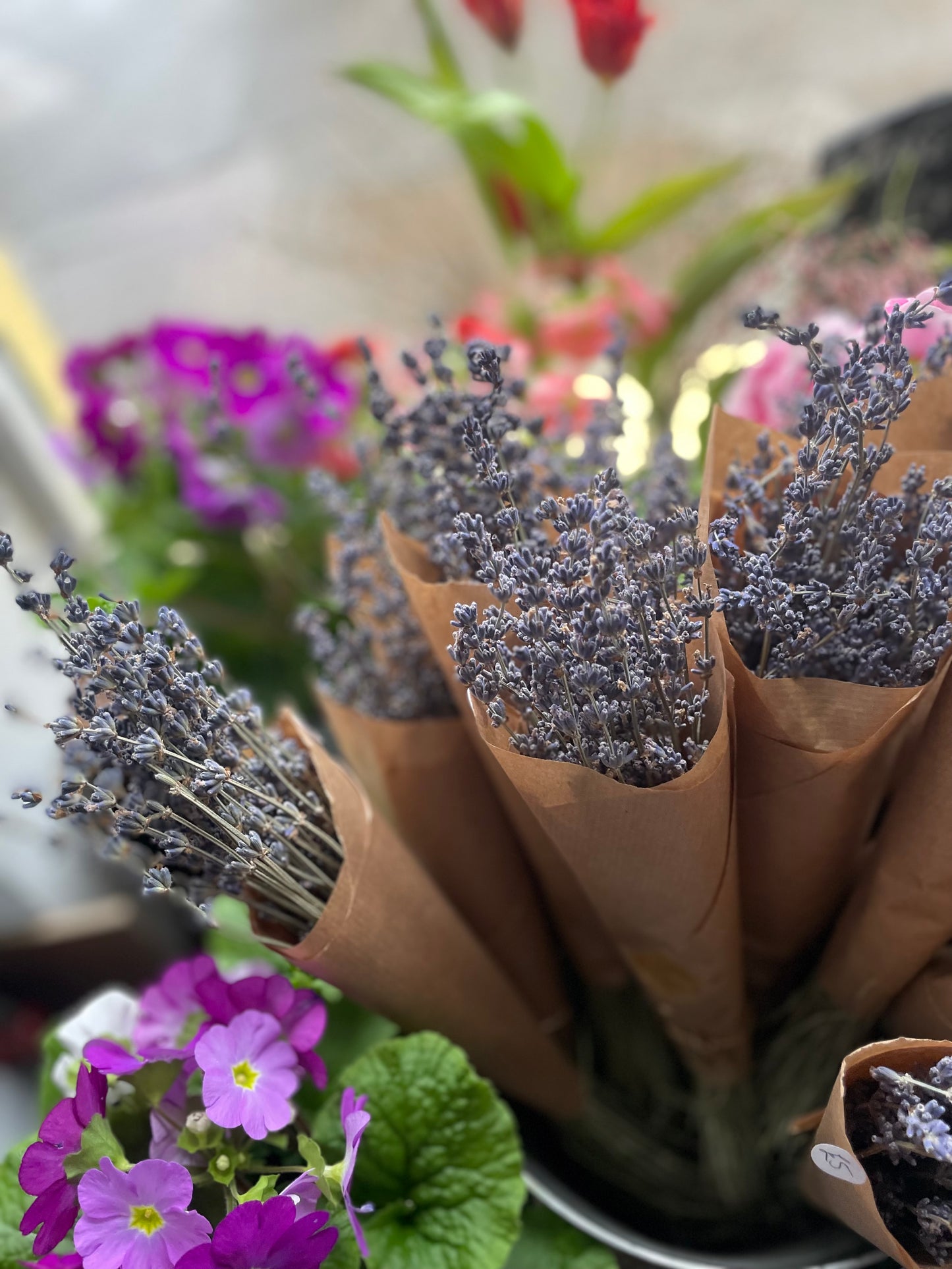 Dried lavender bunch