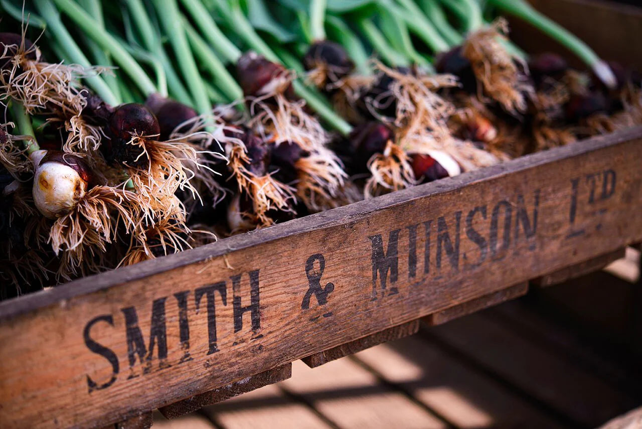 Smith & Munson 'Agrass' white parrot tulips - available from Friday 14th March