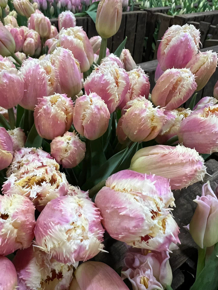 Mother's Day Luxury tulips from Smith & Munson