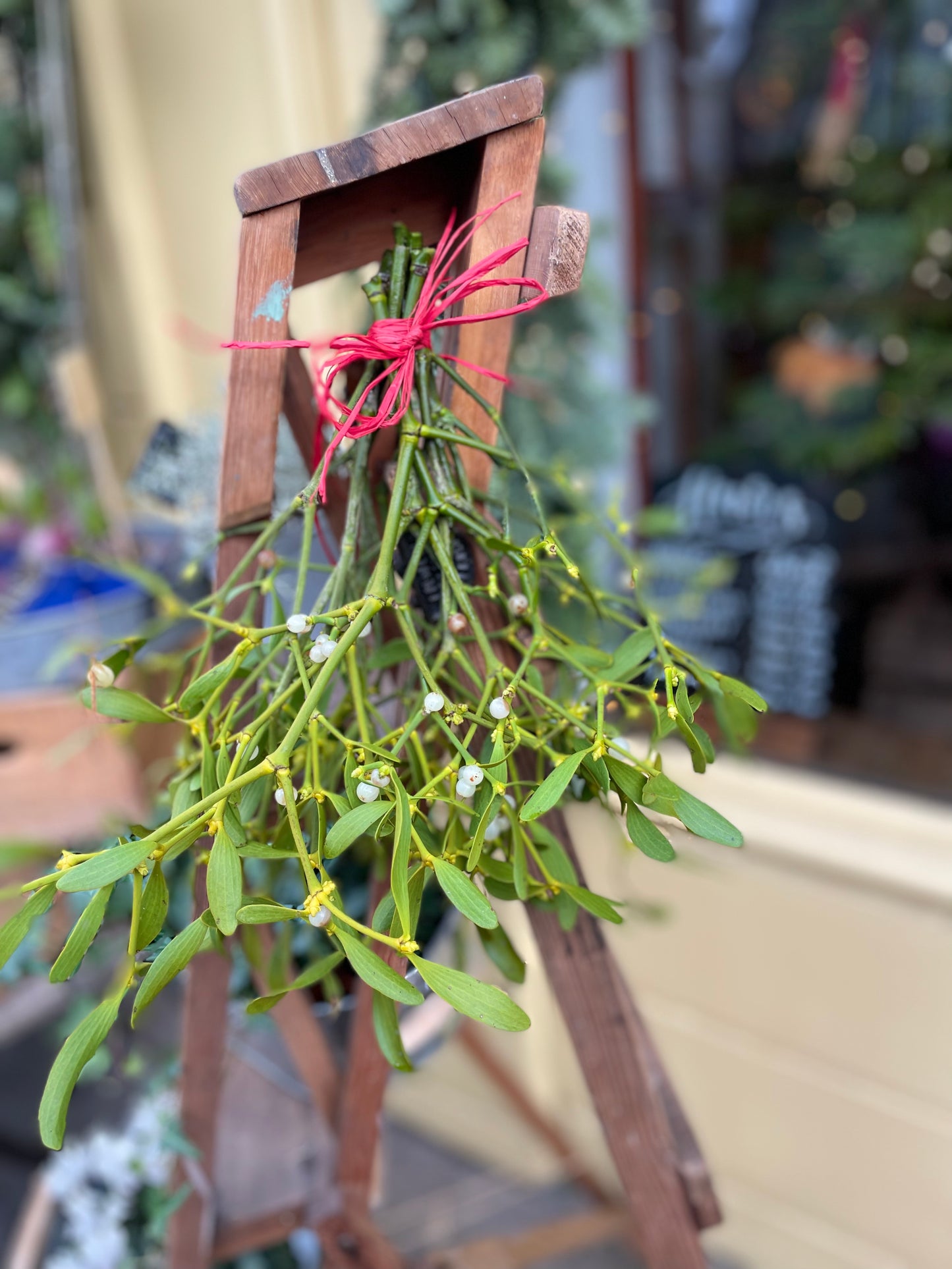 Mistletoe bunch