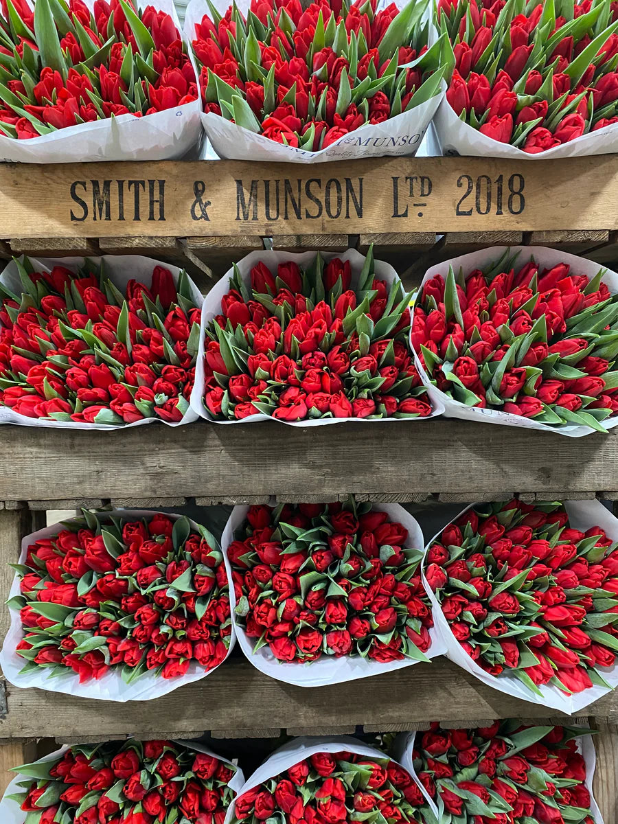 Smith and Munson Christmas Tulips - pre-order for Christmas week